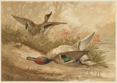 Ducks One Fleeing One Dead