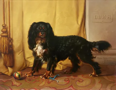 Duke A Magnificent King Charles Spaniel