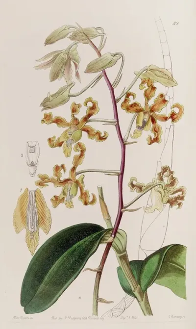 Dull Coloured Dendrobium