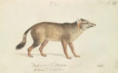 Dun Footed Aguara Dog