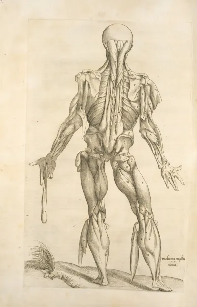 Duodecima Musculorum Tabula