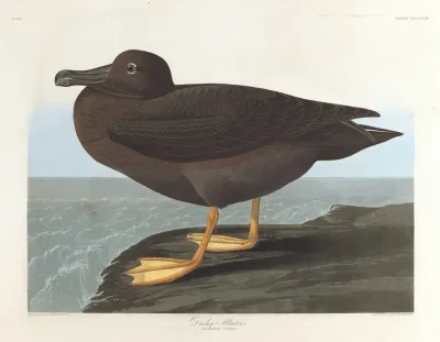 Dusky Albatros