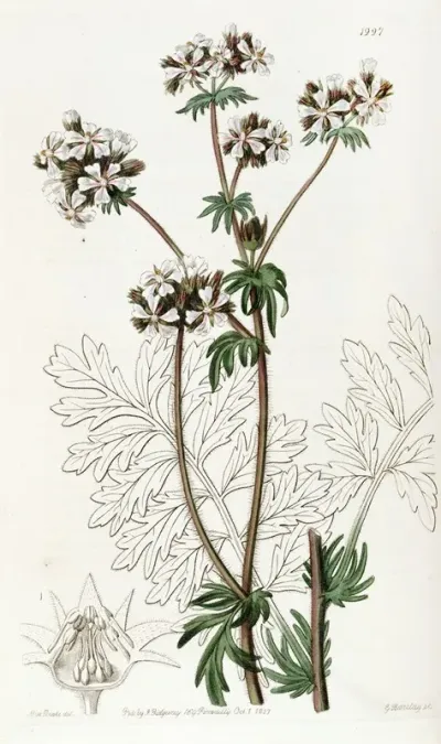 Dusky Horkelia
