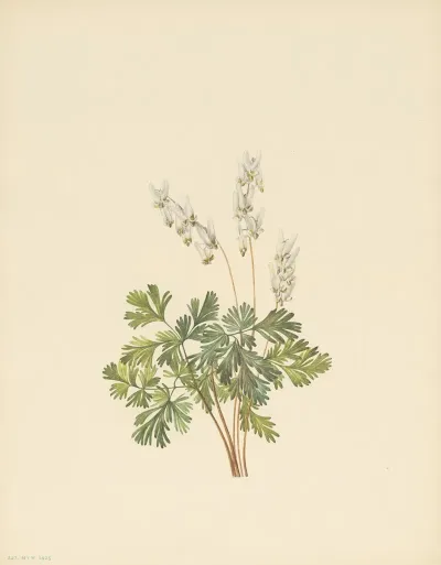 Dutchmans Breeches Bikukulla Cuculiarla