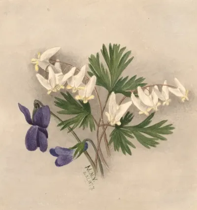 Dutchmans Breeches Bikukulla Cucullaria 2