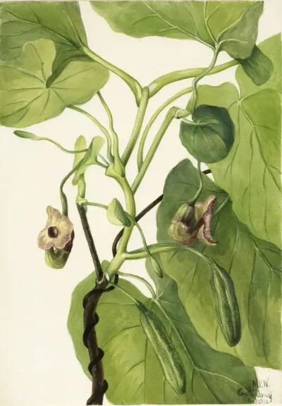 Dutchmans Pipe