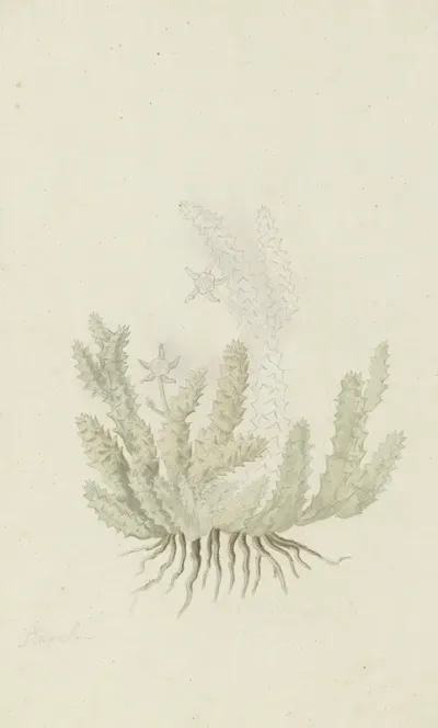 Duvalia Caespitosa Masson Haw Milkweed