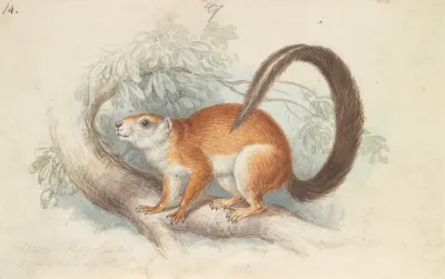 Duvaucels Squirrel