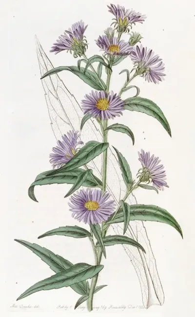 Dwarf Blue Aster
