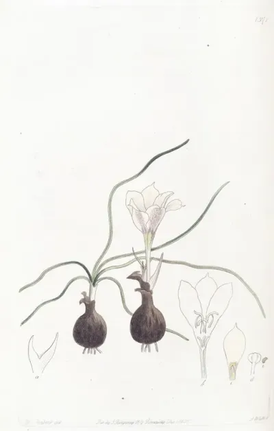 Dwarf Haylockia
