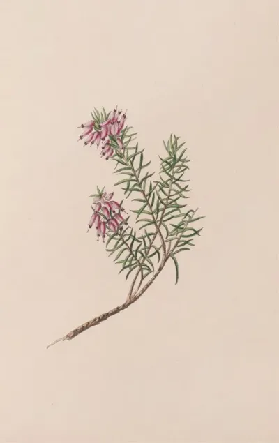 Dwarf Heath