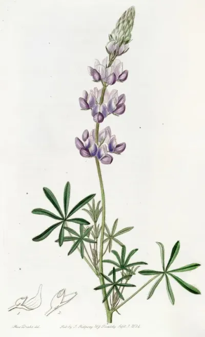 Dwarf Lupine