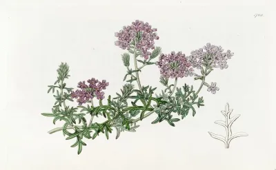 Dwarf Purple Vervain