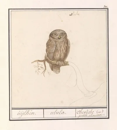 Dwerguil Glaucidium Passerinum Uijlken Ulula Cheveche Ou Petite Chouette 2