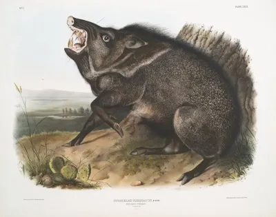 Dycoteles Torquatus Collared Peccary Male