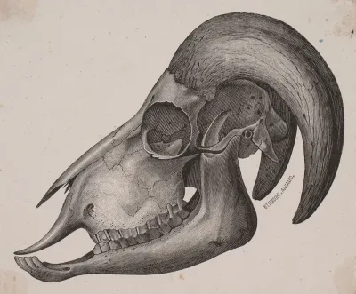 Dyrekranie Med Horn