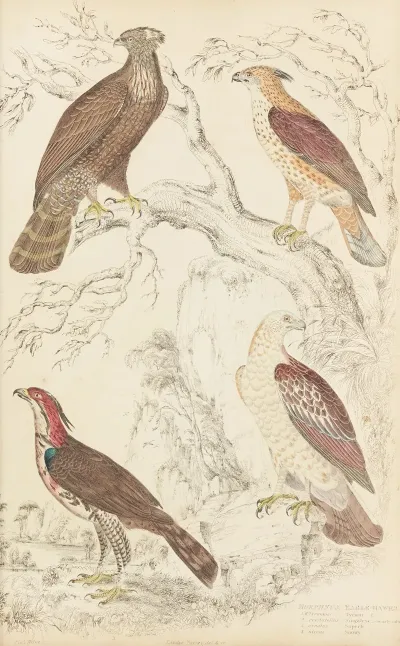 Eagle Hawks