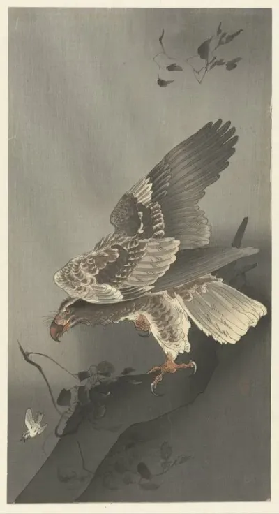 Eagle Lurking For Prey