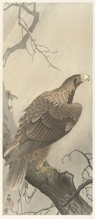 Eagle On Tree Branch