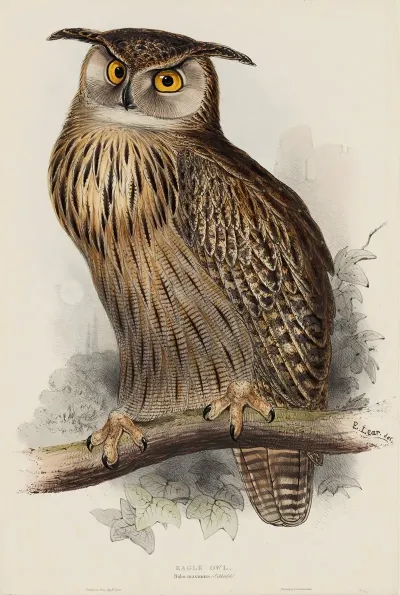 Eagle Owl Bubo Maximus