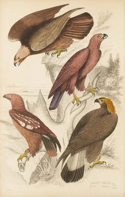 Eagles 3