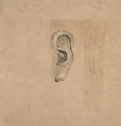Ear Study No 2