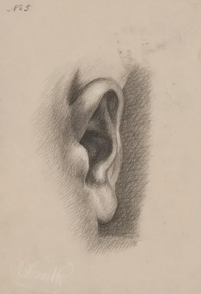 Ear Study No 5