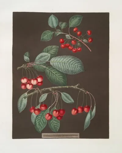 Early May Adams Crown And Red Heart Cherries