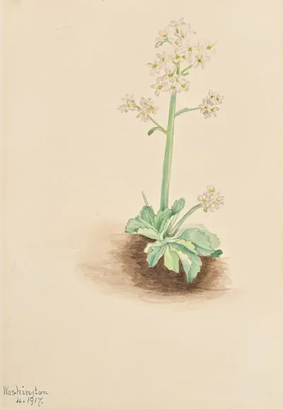 Early Saxifrage Saxifraga Virginiensis