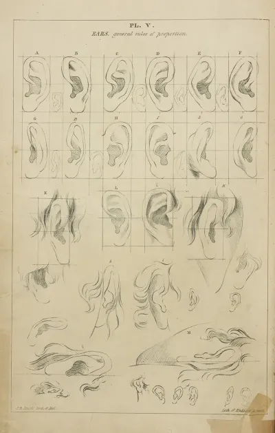 Ears General Proportions