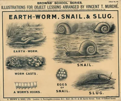 Earth Worm Snail Slug