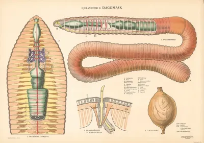 Earthworm 3