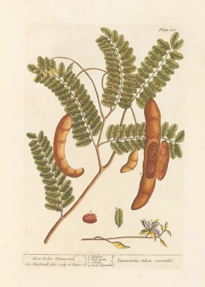 East India Tamarind