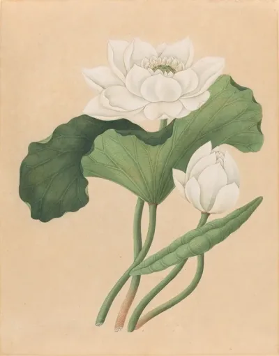 East Indian Lotus Nelumbo Nucifera