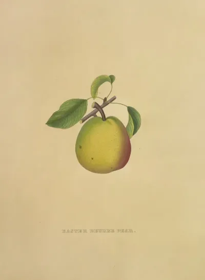 Easter Beurre Pear
