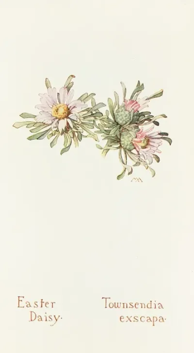 Easter Daisy