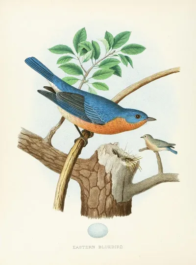 Eastern Bluebird