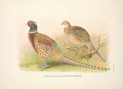 Eastern Chinese Ring Necked Phaesant Phasianus Colchicus Torquatus