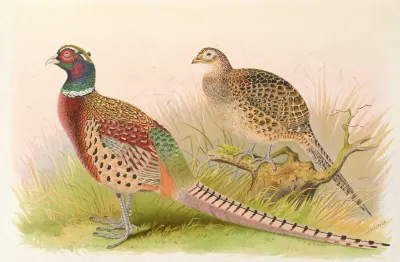 Eastern Chinese Ring Necked Pheasant
