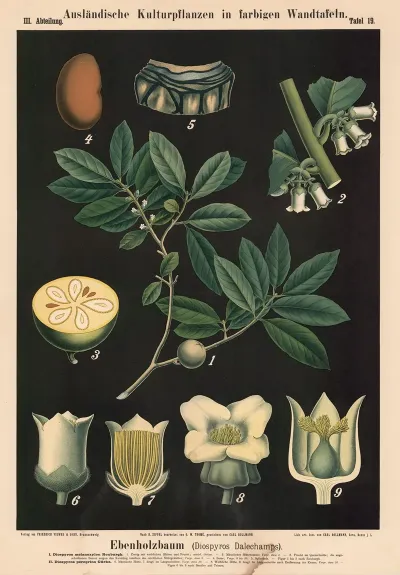 Ebenholzbaum Diospyros Dalechamps