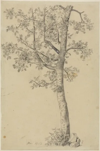 Eberesche