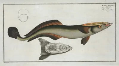 Echeneis Neucrates The Sucking Fish