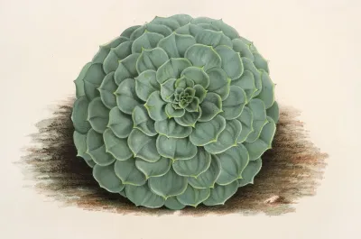 Echeveria Rosacea