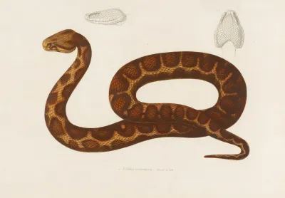 Echidna Mauritanica