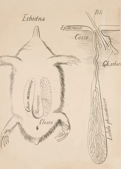 Echidna
