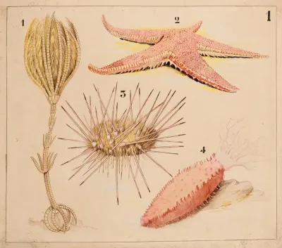 Echinoderm