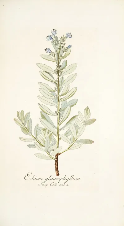 Echium Glaucophyllum