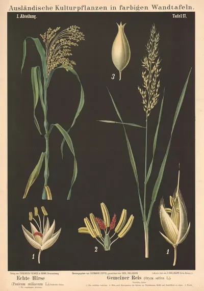 Echte Hirse Panicum Miliaceum L Gemeiner Reis Oryza Sativa L