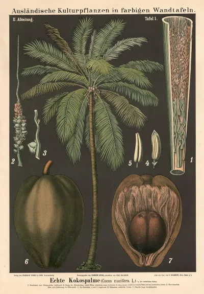 Echte Kokospalme Cocos Nucifera L