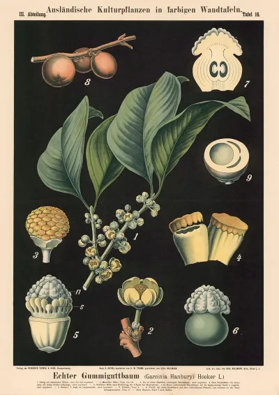 Echter Gummiguttbaum Garcinia Hanburyi Hooker L